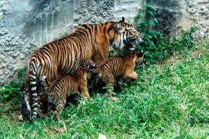 Dua Anak Harimau di Kebun Binatang Bukittinggi Mati, Karena Ditendang Petugas?