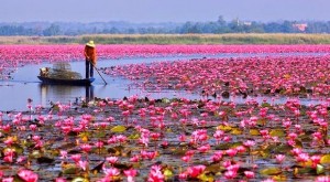 Danau dengan Ribuan Bunga Lotus