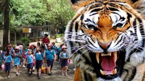 Anak TK Diterkam dan Diseret Harimau di Museum Satwa Malang