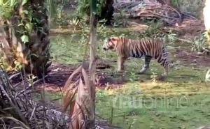Bawa Dua Anaknya,  Harimau Sumatera Berkeliaran di Pemukiman Warga