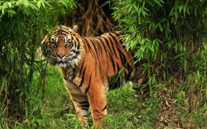 Bergumul 15 Menit, Karyawati Perusahaan Sawit di Riau Tewas Diterkam Harimau Sumatera
