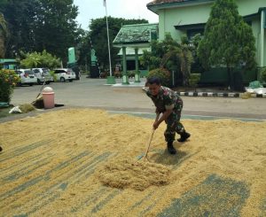 Tiba-tiba Halaman Kodim Demak Disulap Menjadi Penjemuran Padi, Ada Apa?