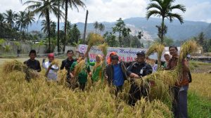 CSR Semen Padang ‘Basinergi Mambangun Nagari’ Panen Padi Organik