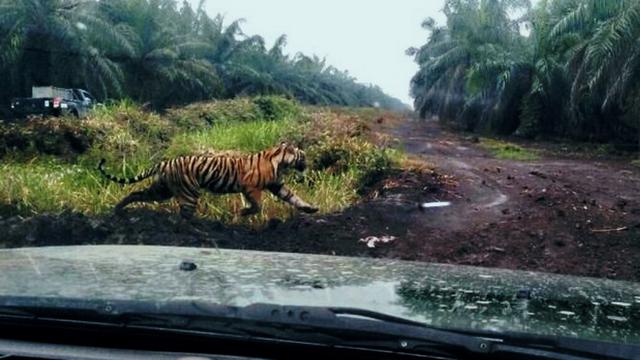 Sudah Bunuh 2 Orang, Harimau Bonita Ketika Ditangkap Malah Tak Mempan Dibius