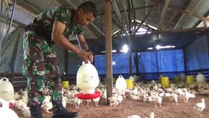 Satgas Yonif Para Raider 501 Kostrad Bantu Perekonomian Warga Perbatasan Dengan Beternak Ayam Potong