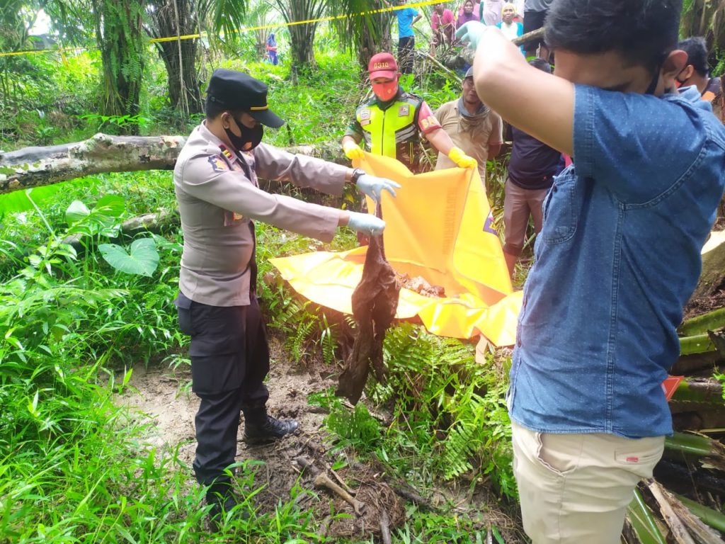 Bikin Geger, Tengkorak Manusia Ditemukan di Kebun Sawit