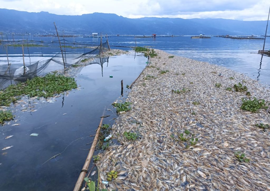 Air Danau Maninjau Tercemar Lagi, 130 Ton Ikan Mati Mendadak