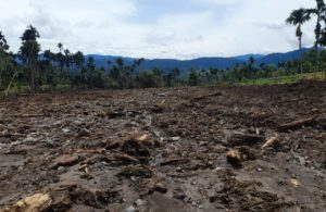 100 Hektare Lahan Perkebunan Rusak. Galodo Dipicu Pembukaan Lahan