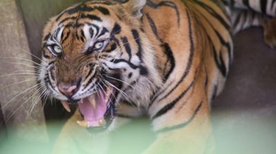 Pekerja Perusahaan Akasia Berduel Dengan Harimau Sumatera