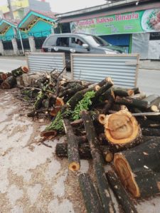 Verry Mulyadi Kecam Penebangan Trambesi di Jalan Raya Indarung