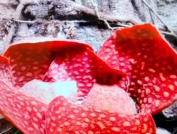Lima Individu Bunga Rafflesia Arnoldii Tumbuh di Agam