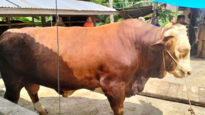 Presiden Berkurban Sapi Seberat 1.010 ton di Sumbar