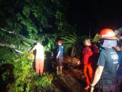 BPBD Padang Bersihkan 7 Pohon Tumbang