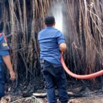 Beringin Tua Terbakar di Lapangan Imam Bonjol Padang