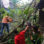 Cuaca Ekstrem, Pohon Tumbang Timpa Rumah di Indarung, BPBD Kota Padang Bersama Warga Lakukan Penanganan