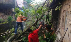 Cuaca Ekstrem, Pohon Tumbang Timpa Rumah di Indarung, BPBD Kota Padang Bersama Warga Lakukan Penanganan