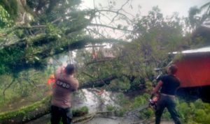 Pohon Tumbang Hambat Jalan dan Timpa Kabel Listrik di Padang, BPBD Lakukan Evakuasi 